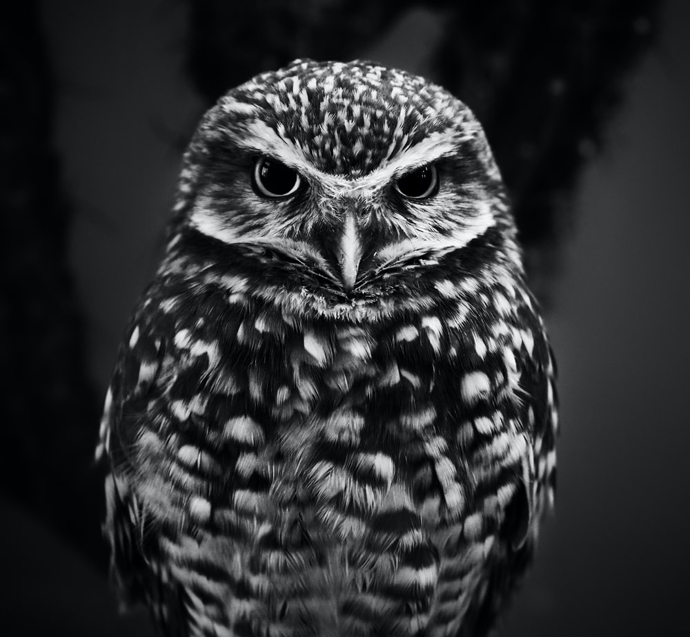 Owl Eyes Wallpapers