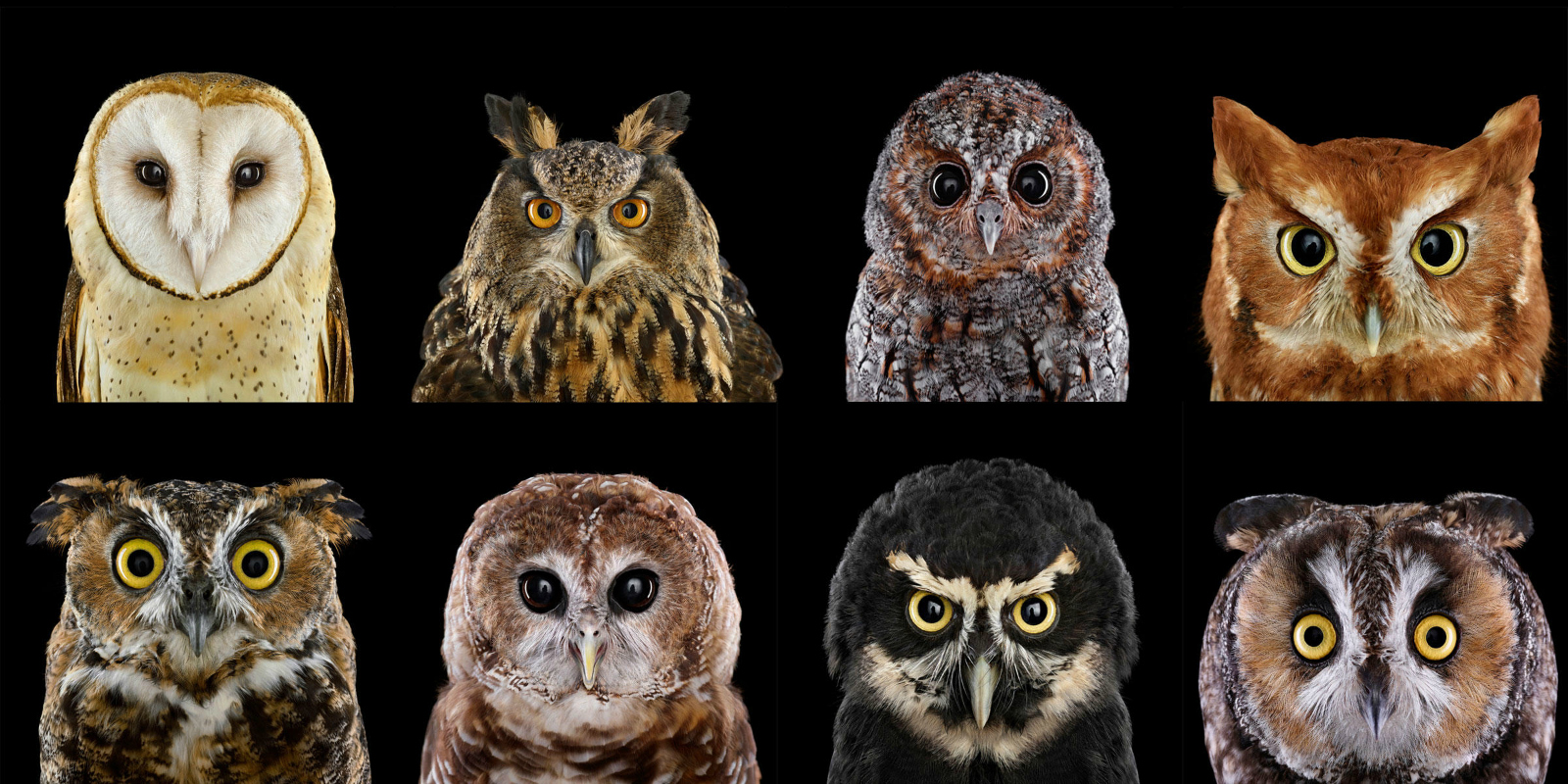 Owl Eyes Wallpapers