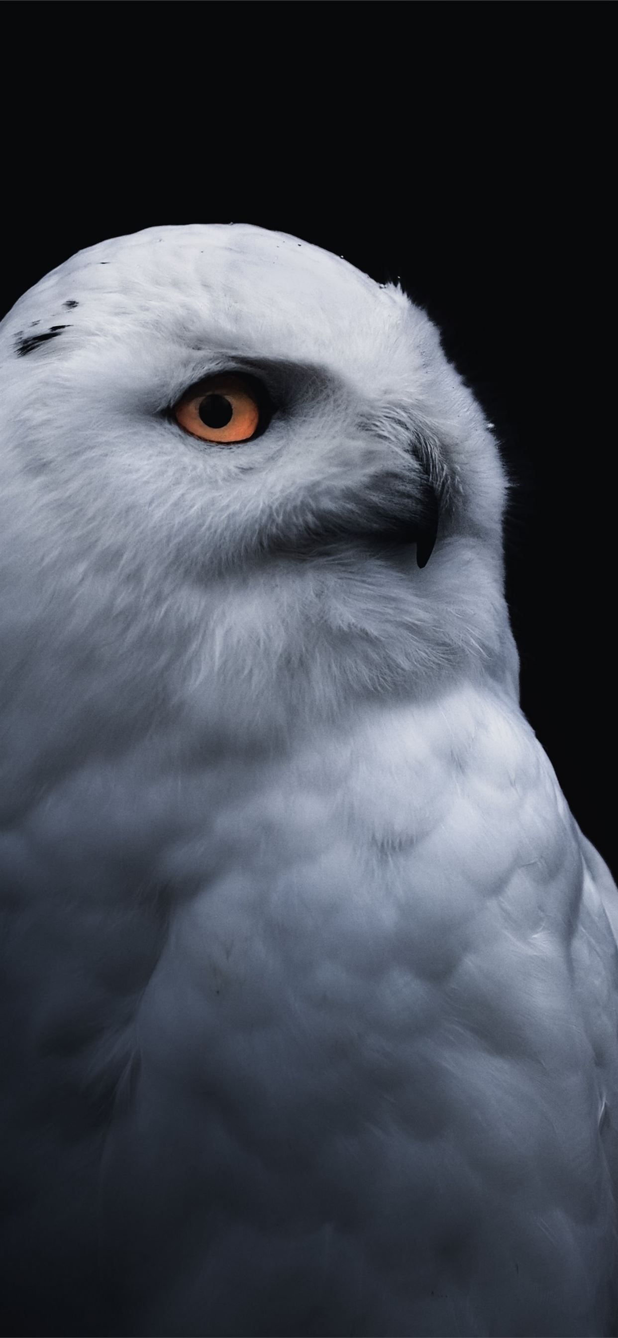 Owl Eyes Wallpapers