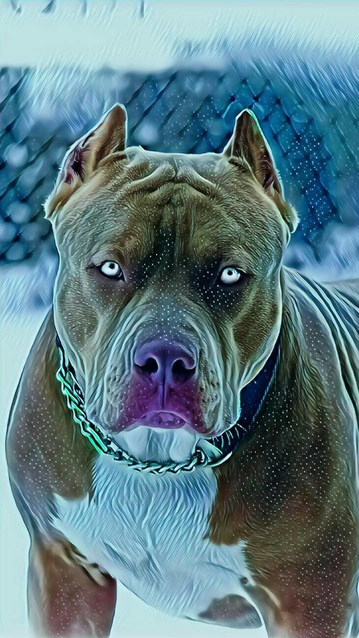 Pitbull Wallpapers