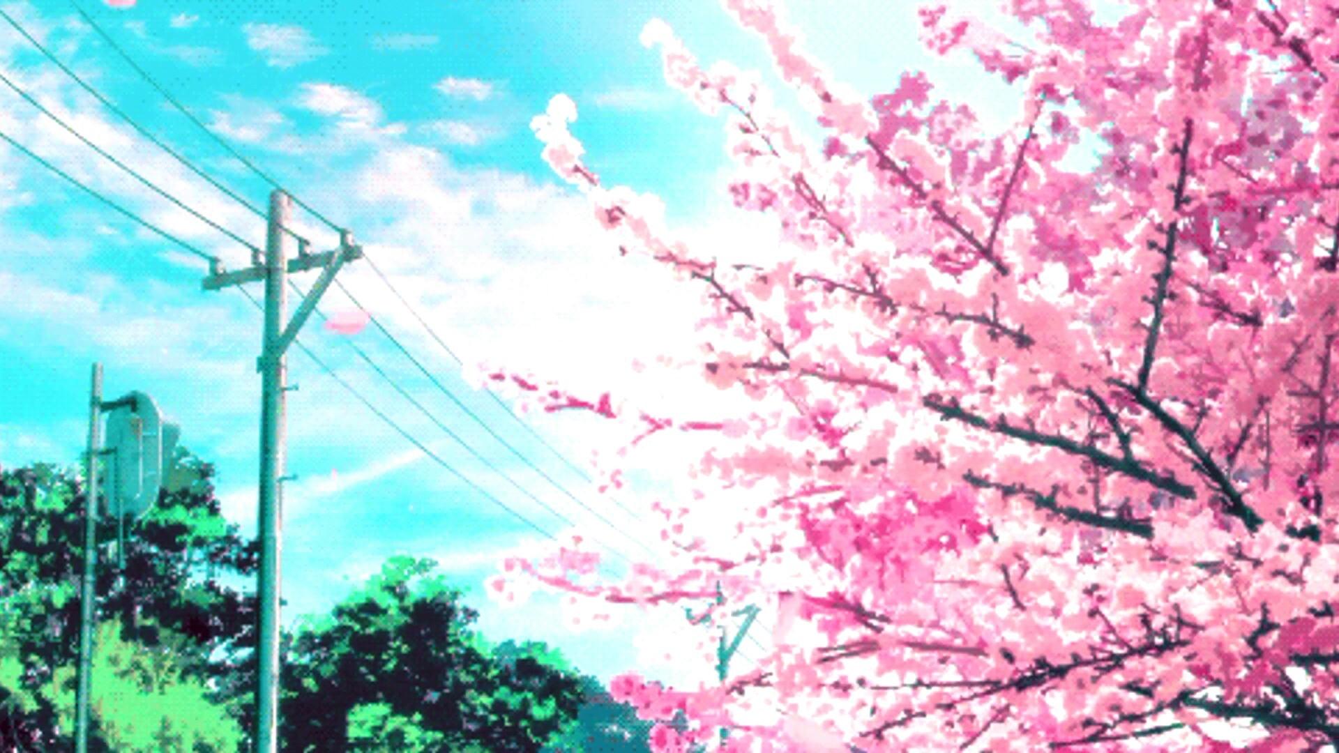 Anime Cherry Blossom Wallpapers