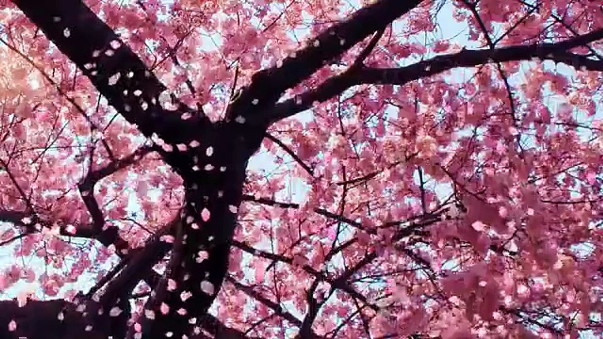 Anime Cherry Blossom Wallpapers