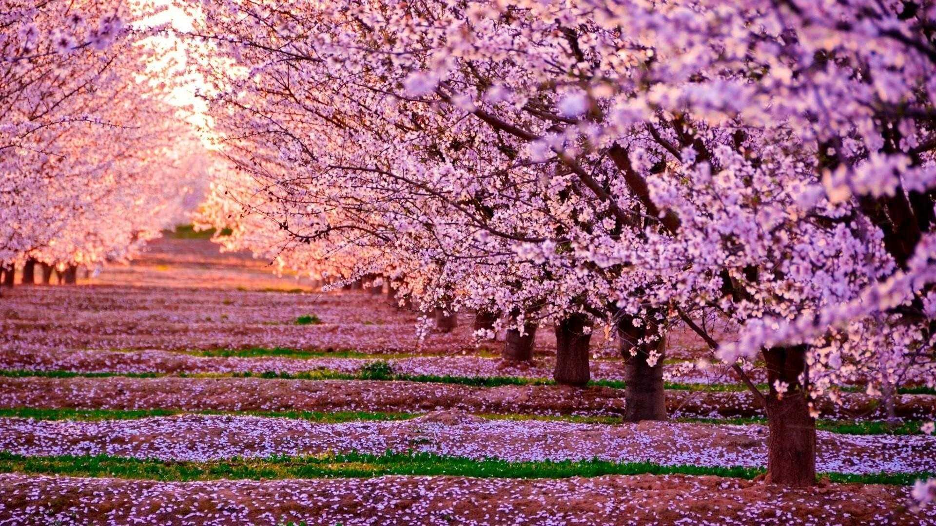 Anime Cherry Blossom Wallpapers