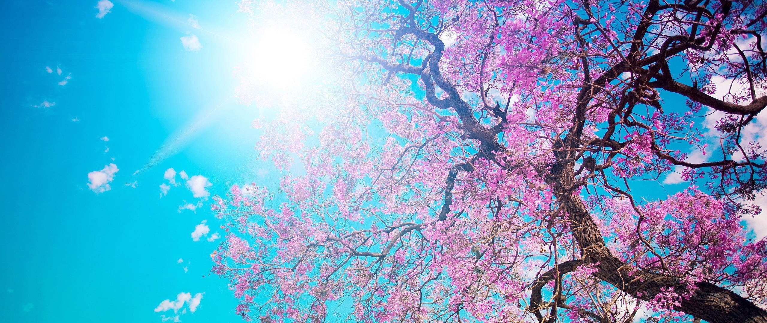 Anime Cherry Blossom 4K Wallpapers