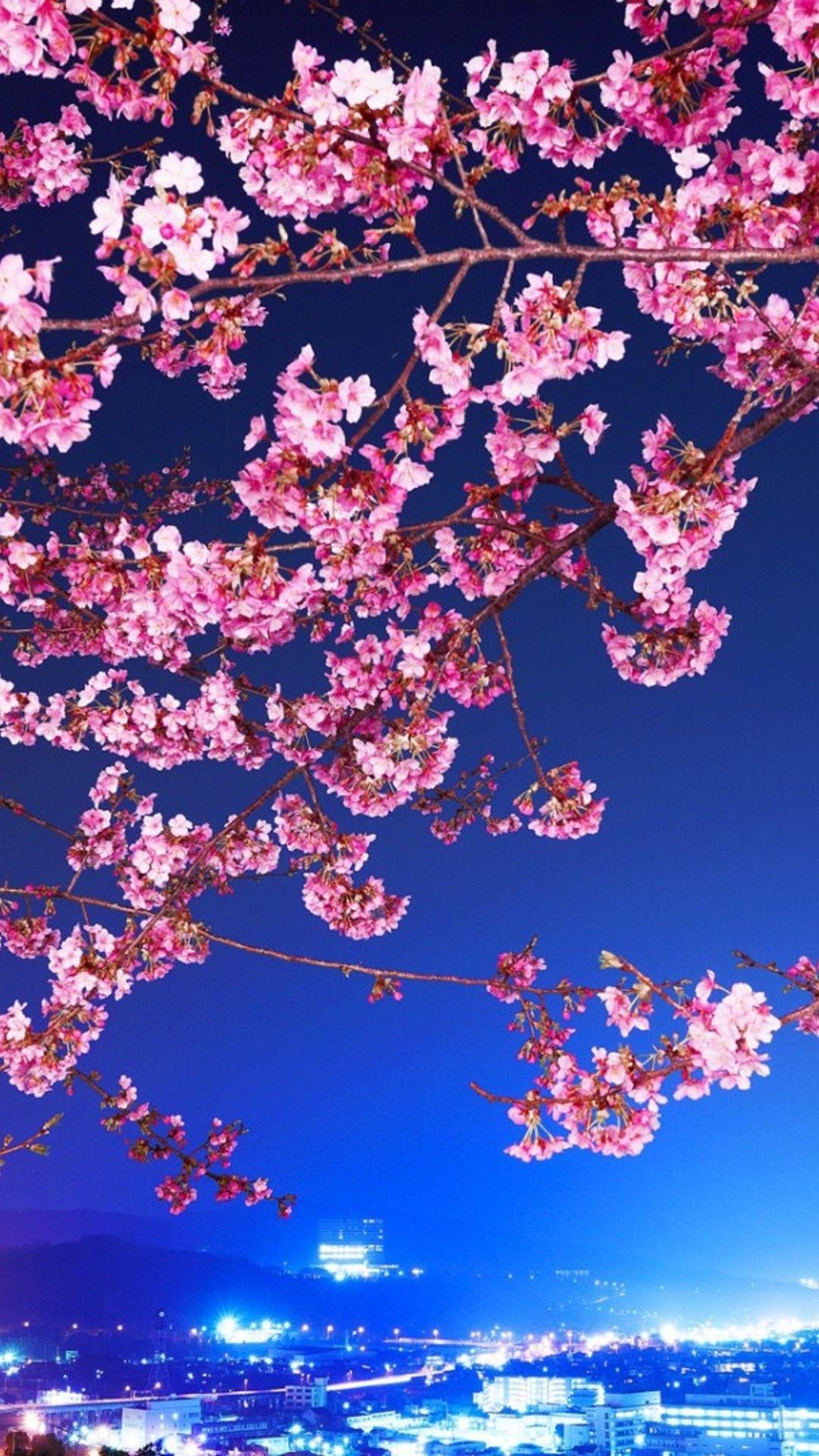 Anime Cherry Blossom Phone Wallpapers