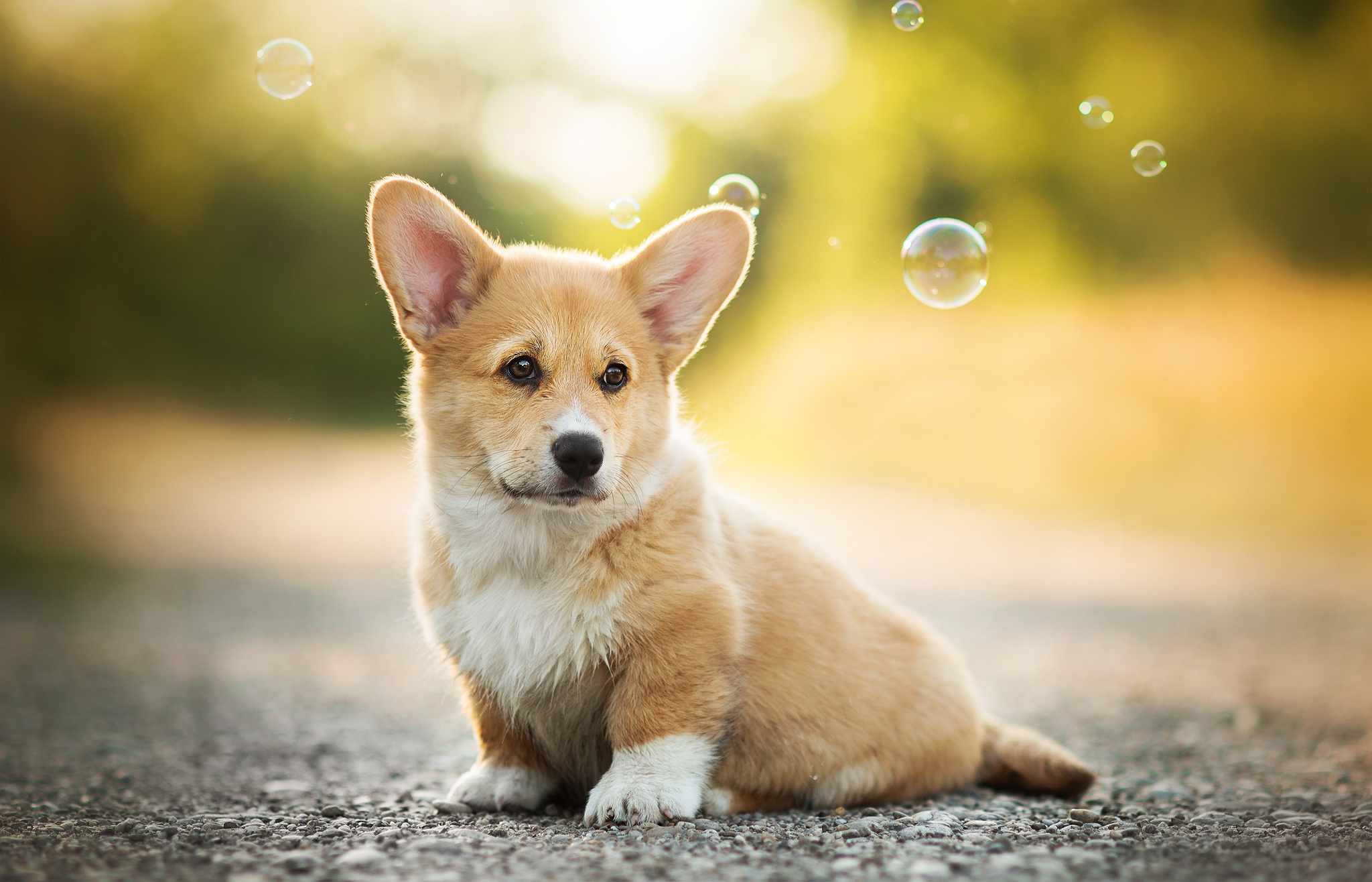 Anime Corgi Wallpapers