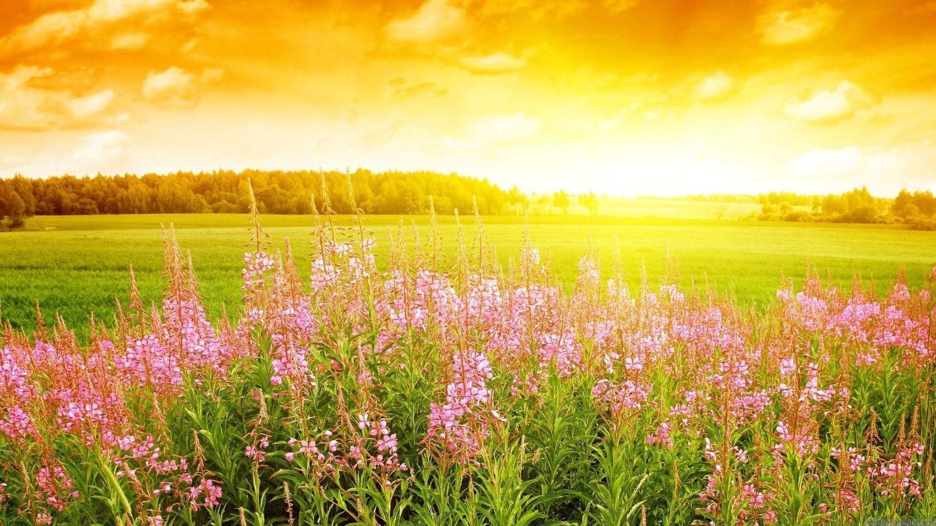 Anime Flower Field Scenery Wallpapers