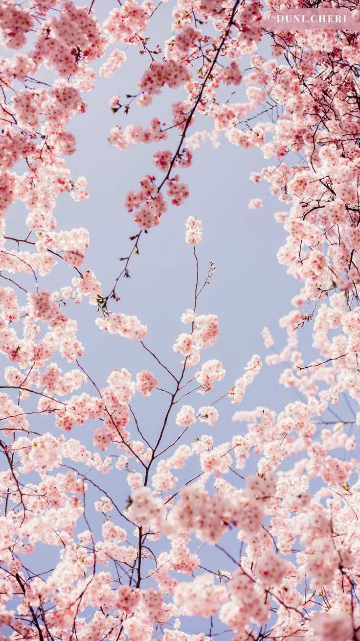 Anime Sakura Blossom Wallpapers