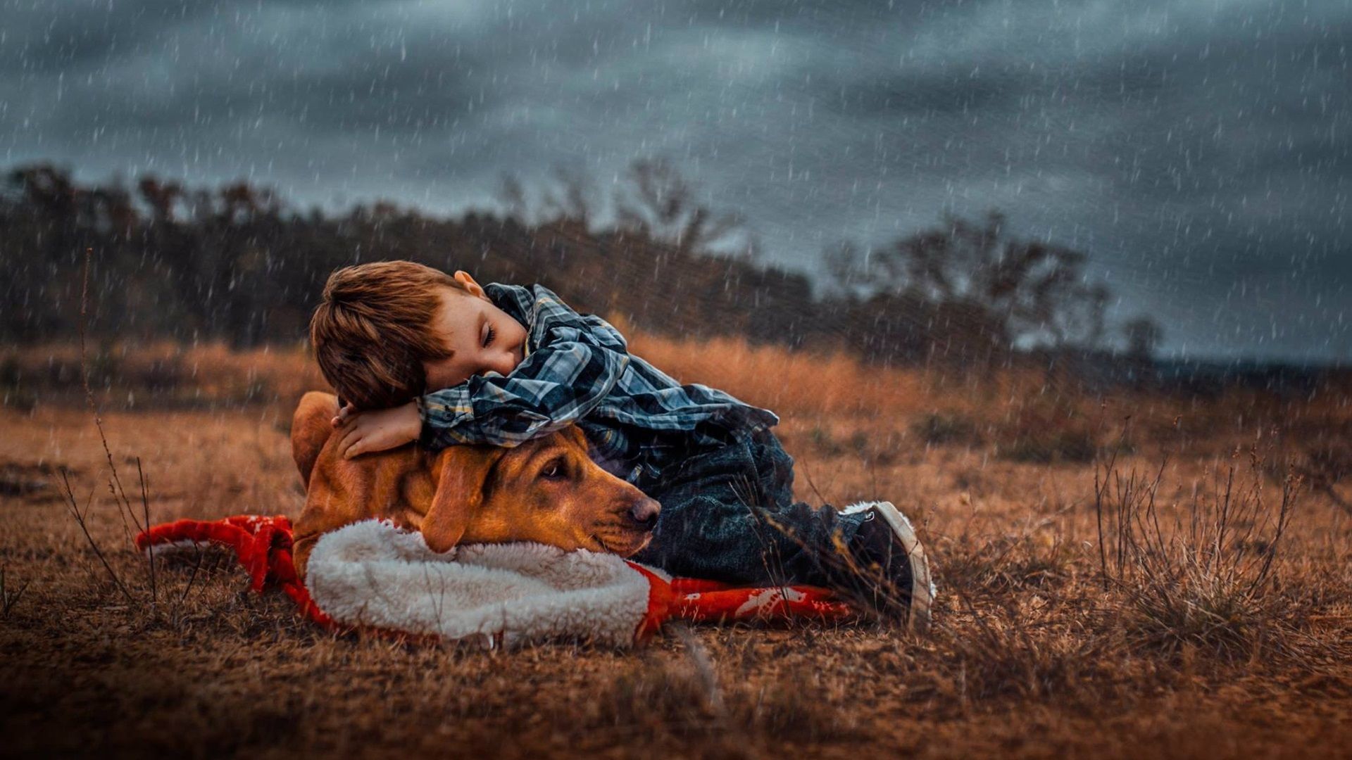Boy And Dog Alone Wallpapers