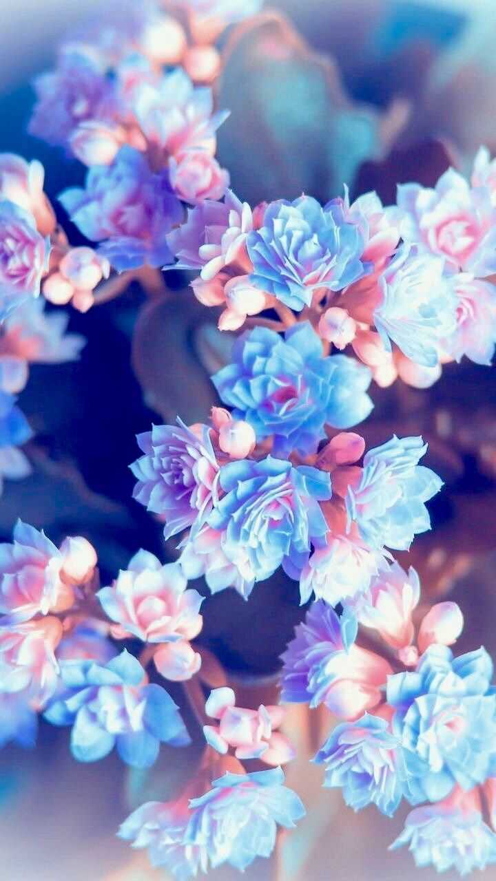 Flowers Wallpapers