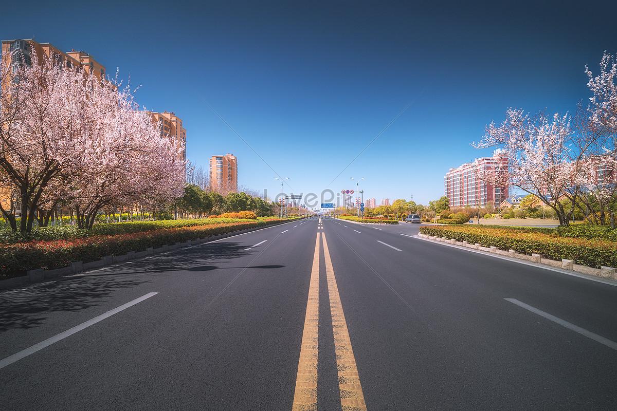 Highway Blossoms Hd Wallpapers