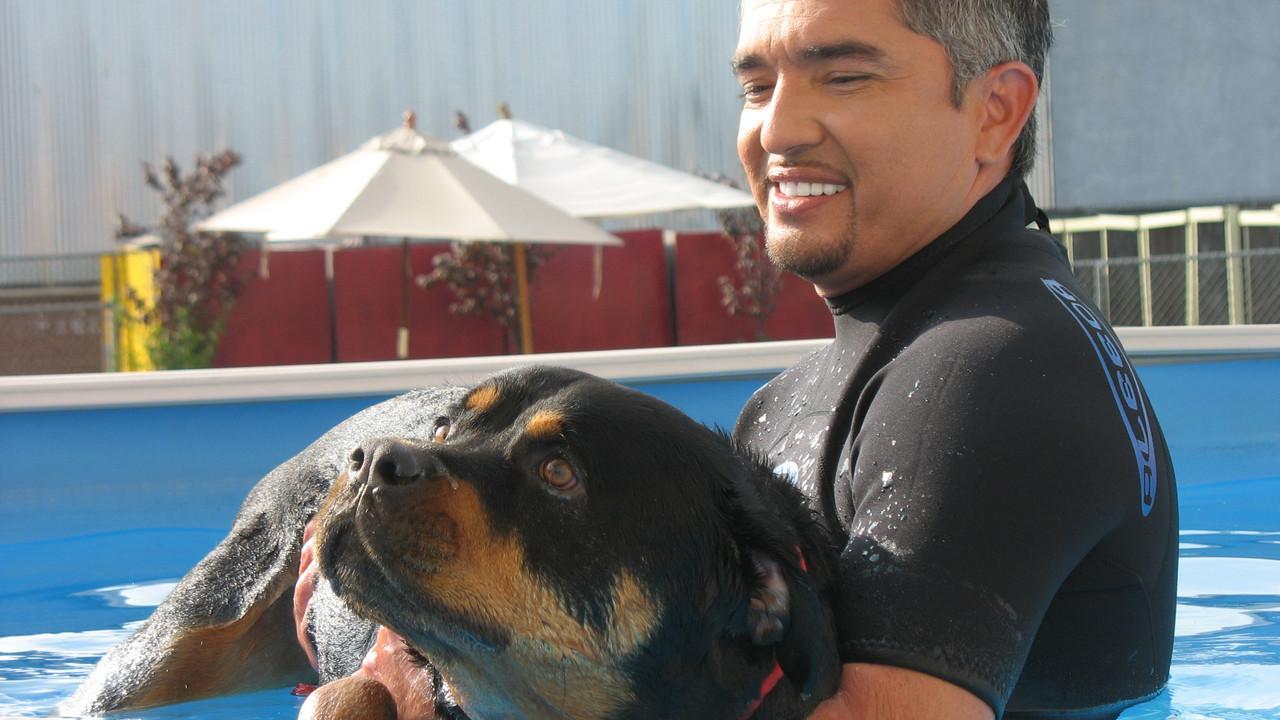 Cesar Millan Wallpapers