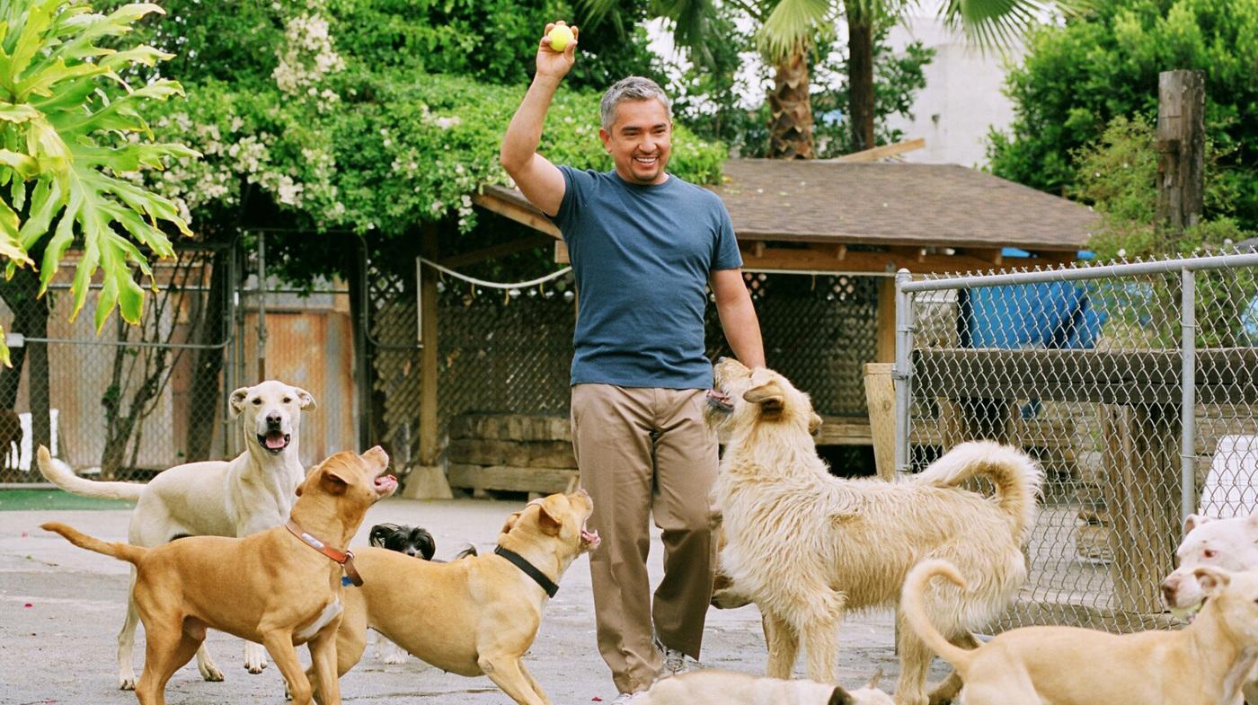 Cesar Millan Wallpapers