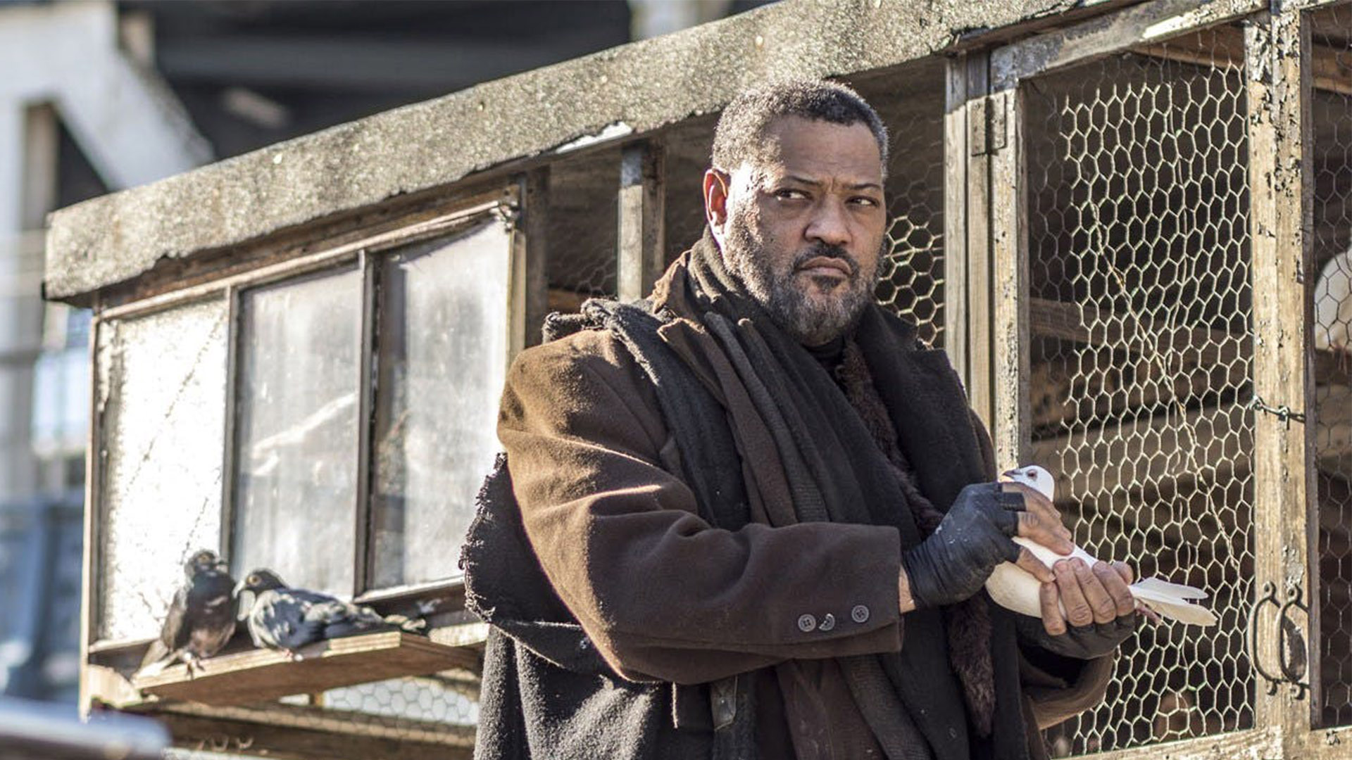 Laurence Fishburne Wallpapers