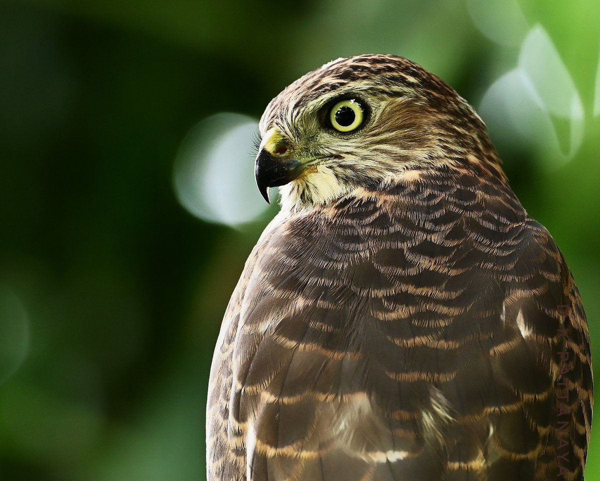 Aai Sparrowhawk Wallpapers