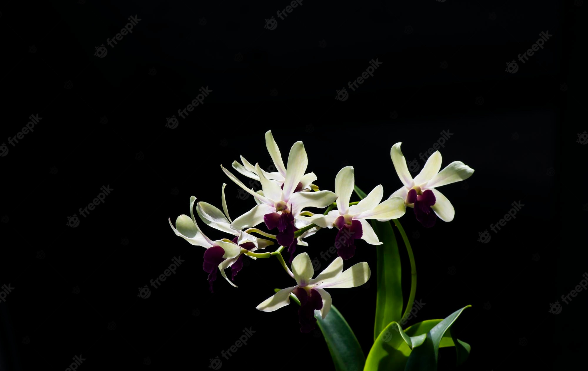 Vanda Dendrobium Wallpapers