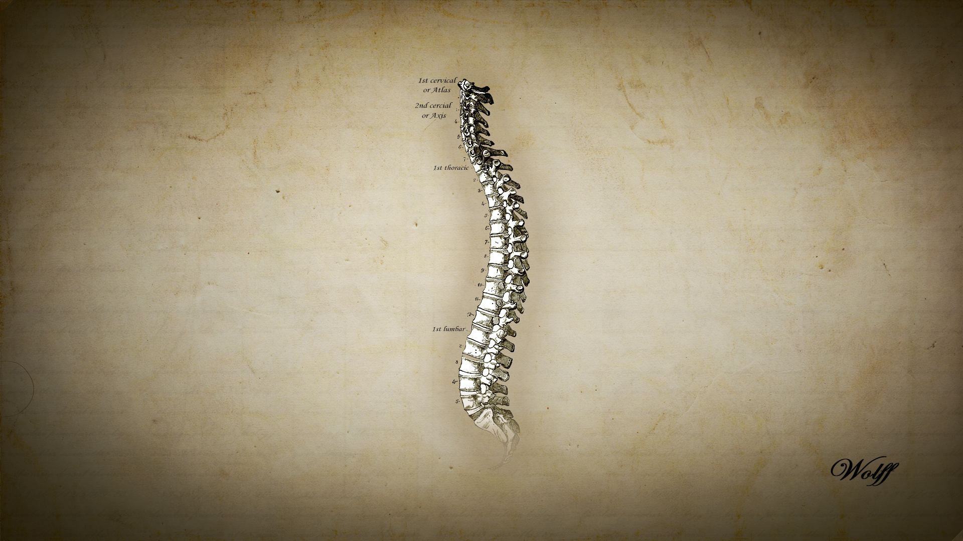 Backbone Wallpapers - Most Popular Backbone Wallpapers Backgrounds