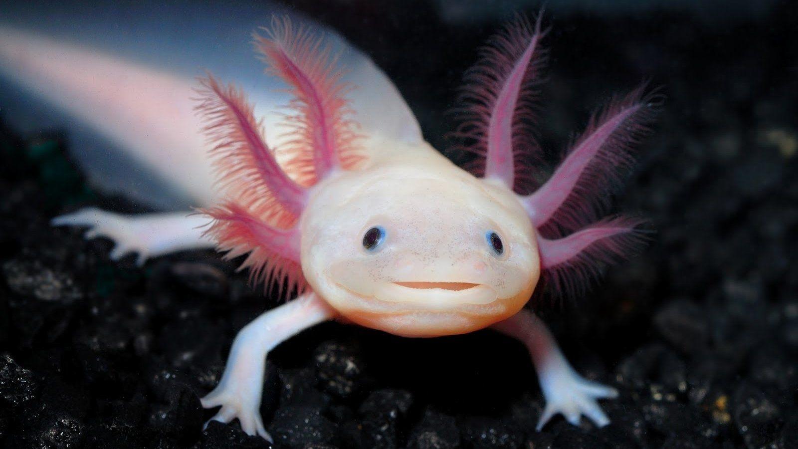 minecraft axolotl wallpapers Wallpapers