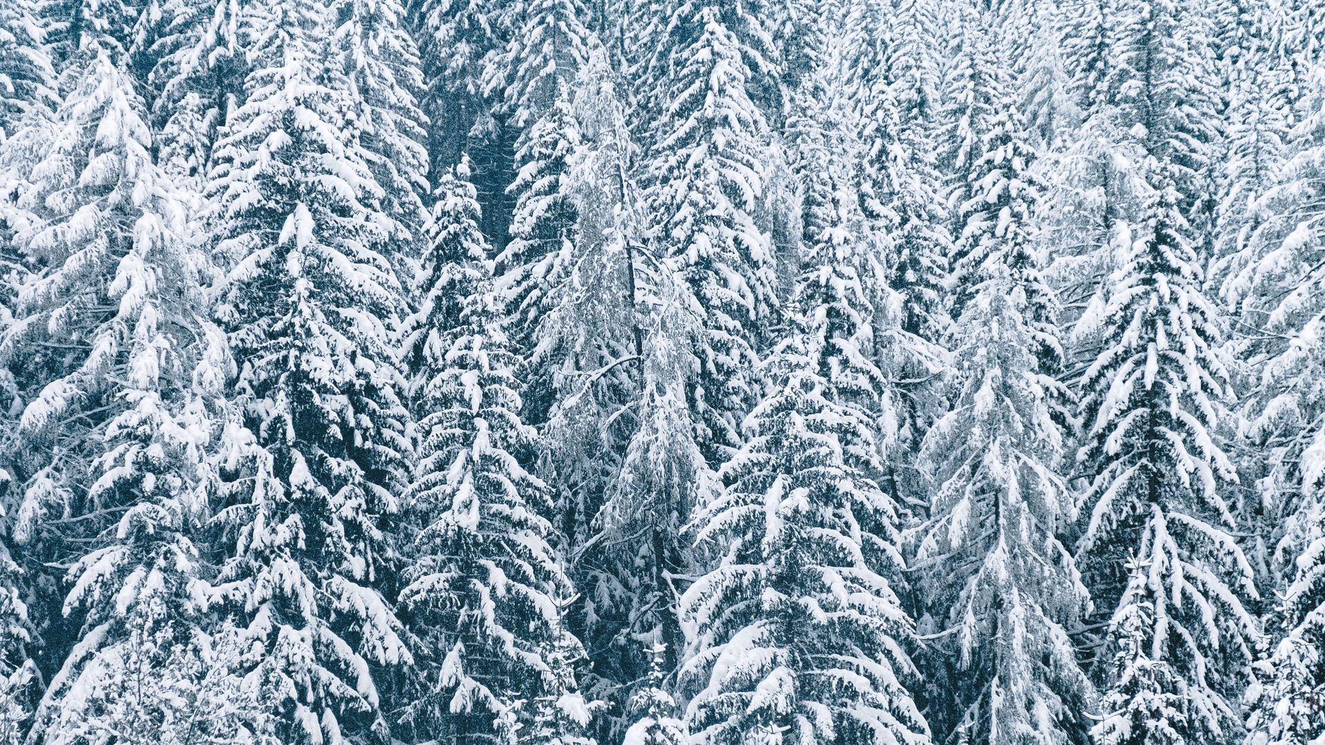 Winter Spruce Wallpapers