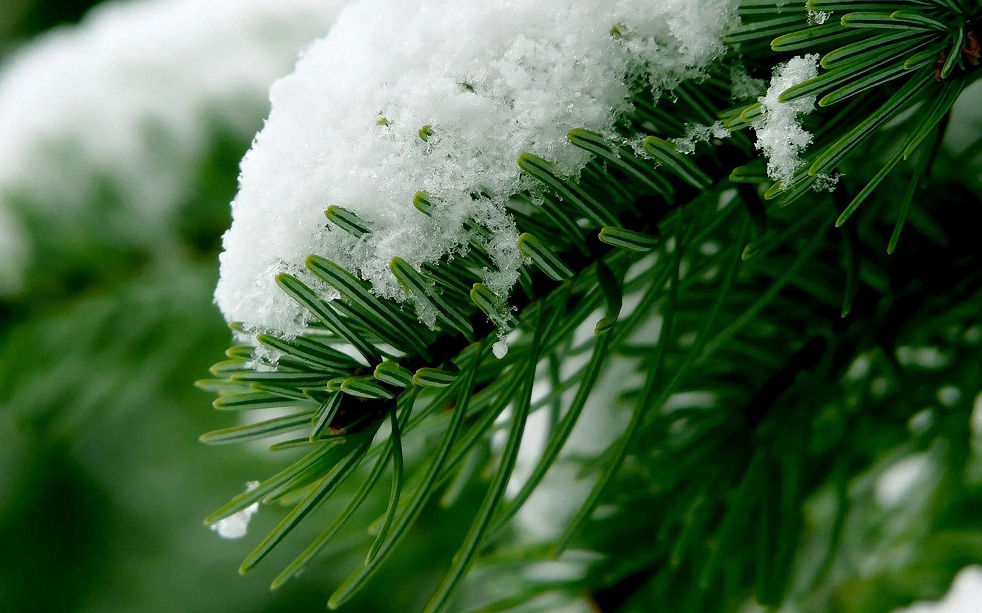 Winter Spruce Wallpapers