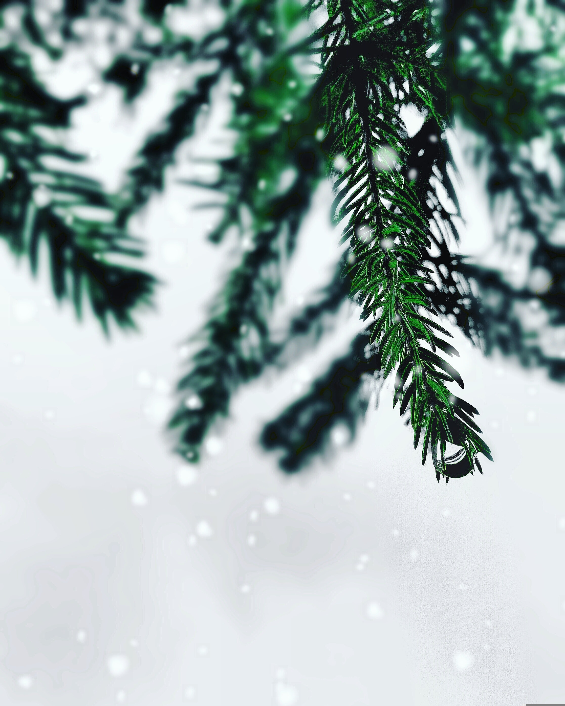 Winter Spruce Wallpapers