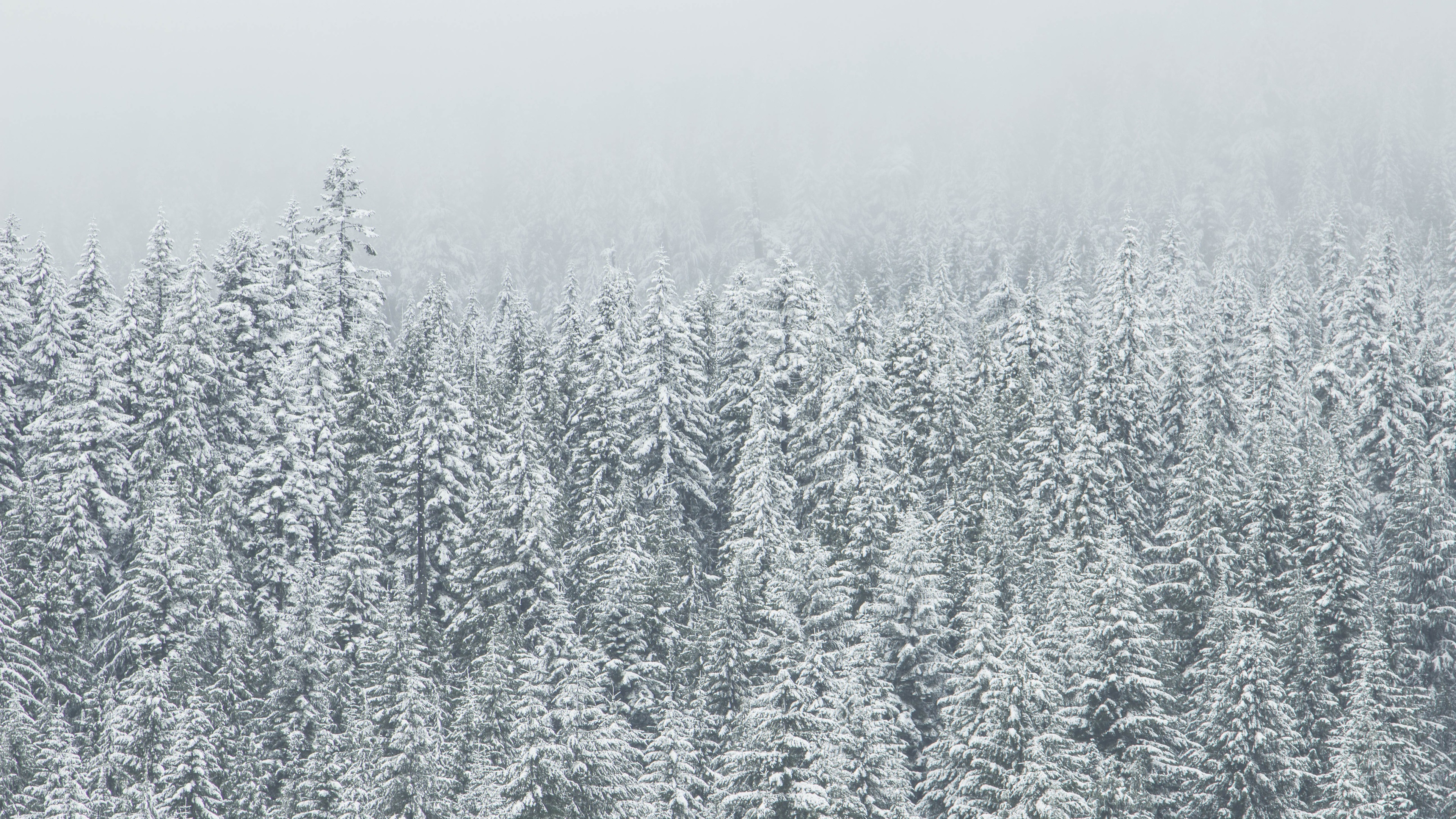 Winter Spruce Wallpapers