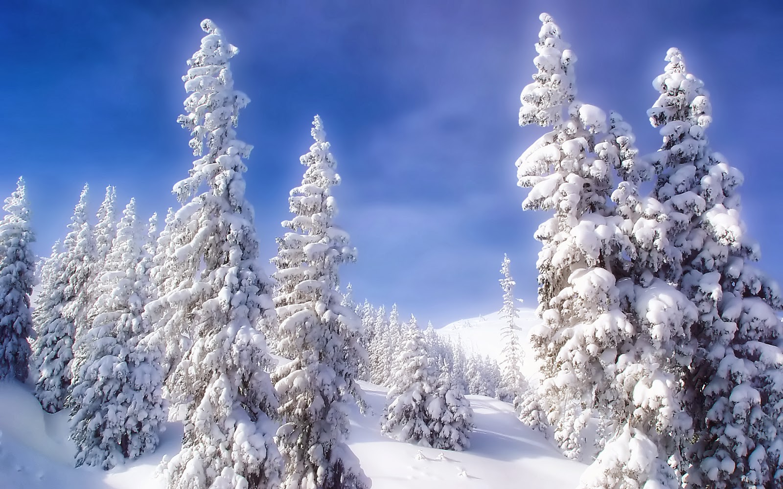 Winter Spruce Wallpapers