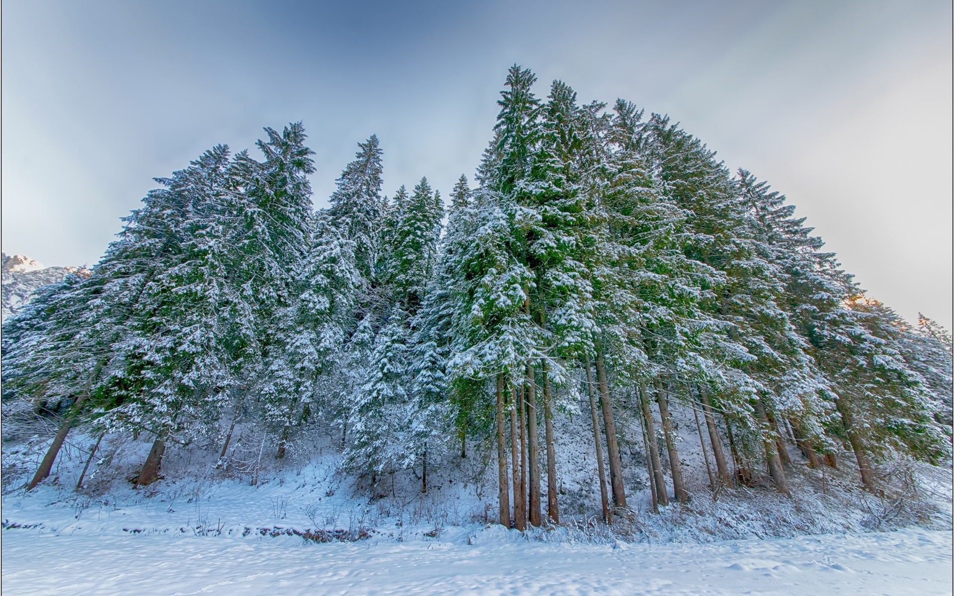 Winter Spruce Wallpapers