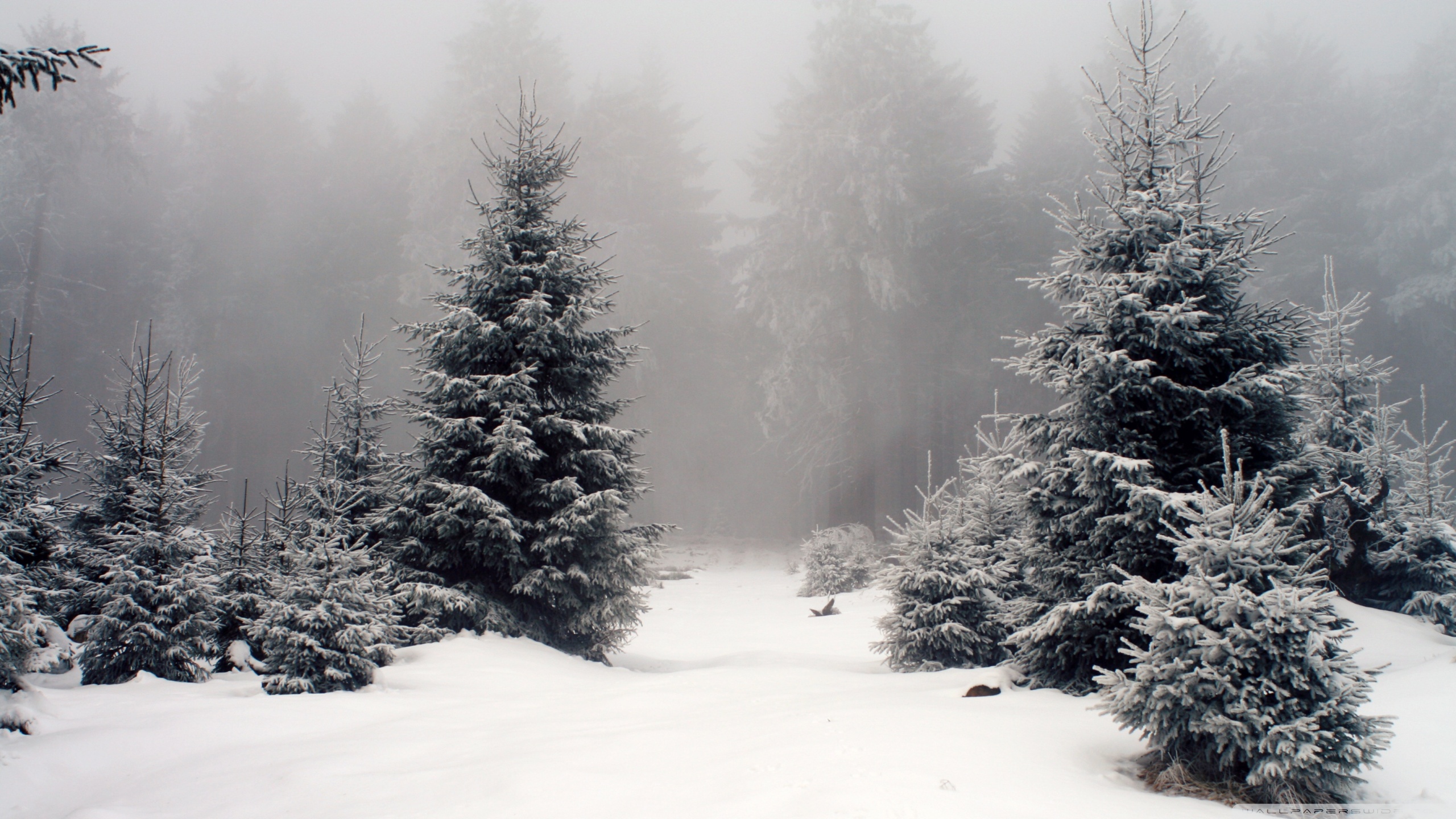 Winter Spruce Wallpapers