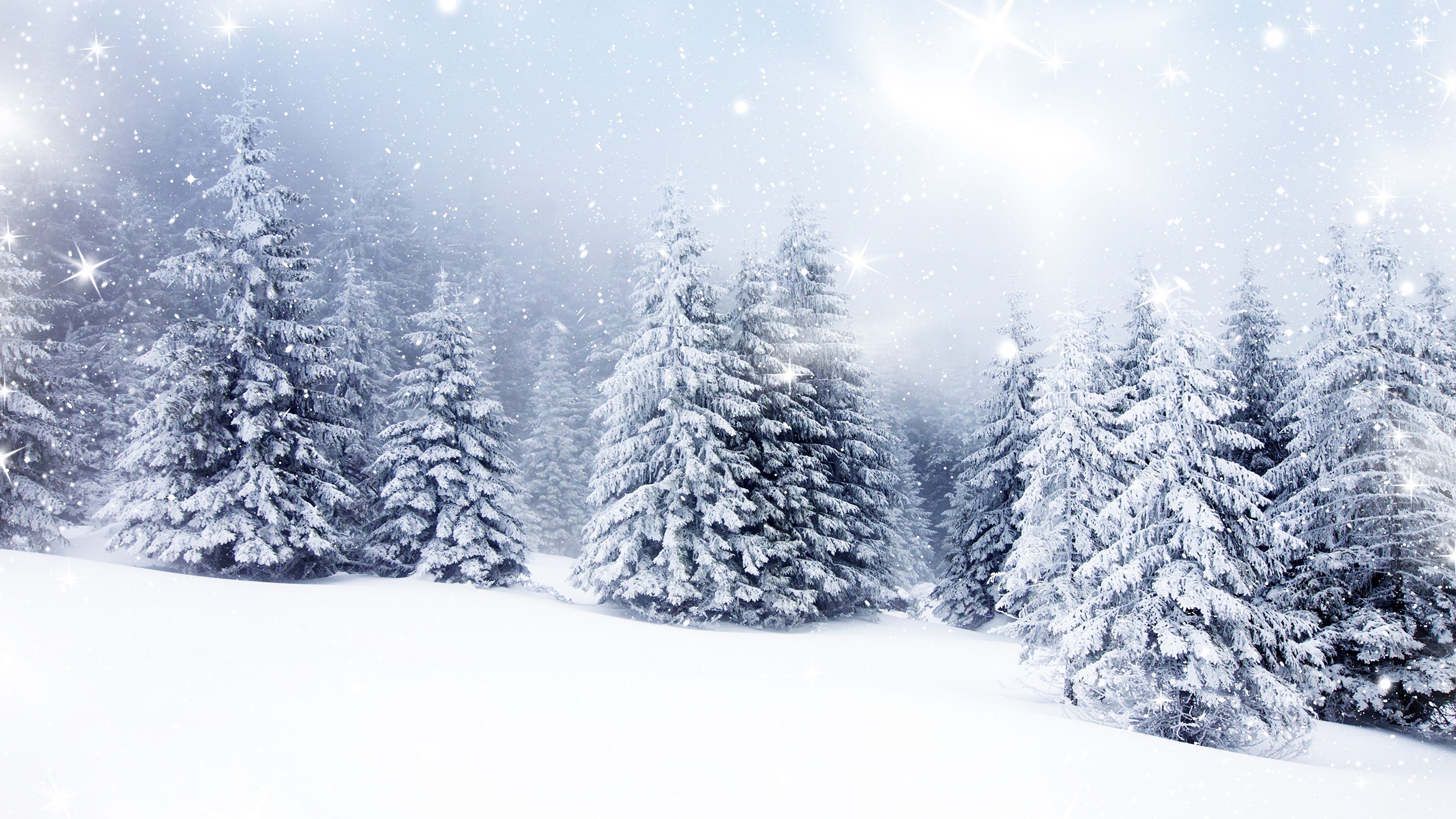 Winter Spruce Wallpapers