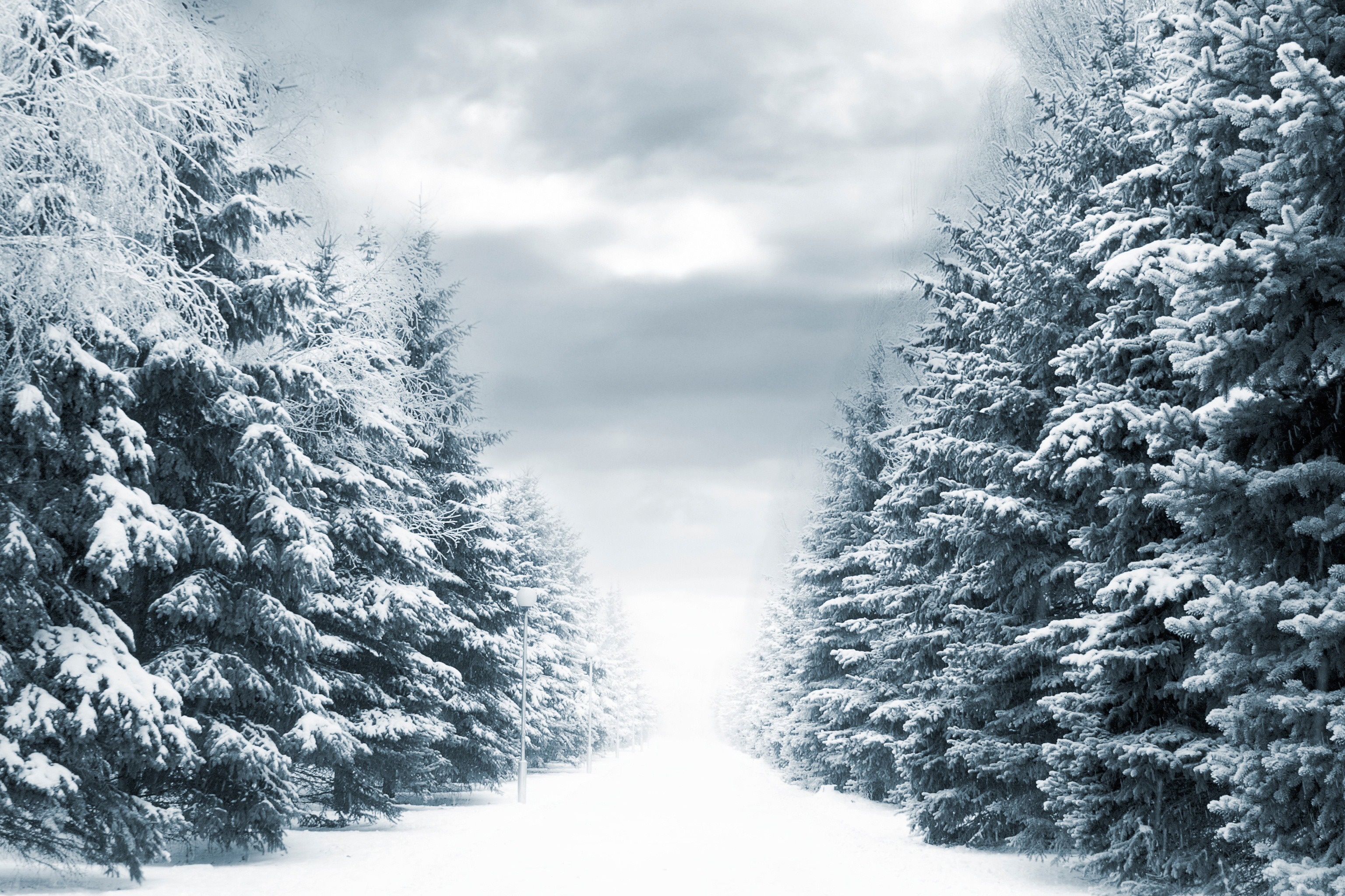 Winter Spruce Wallpapers