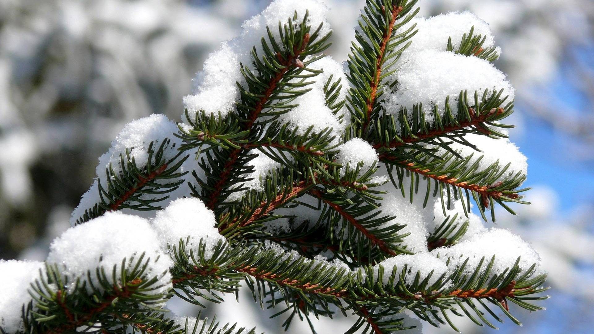 Winter Spruce Wallpapers