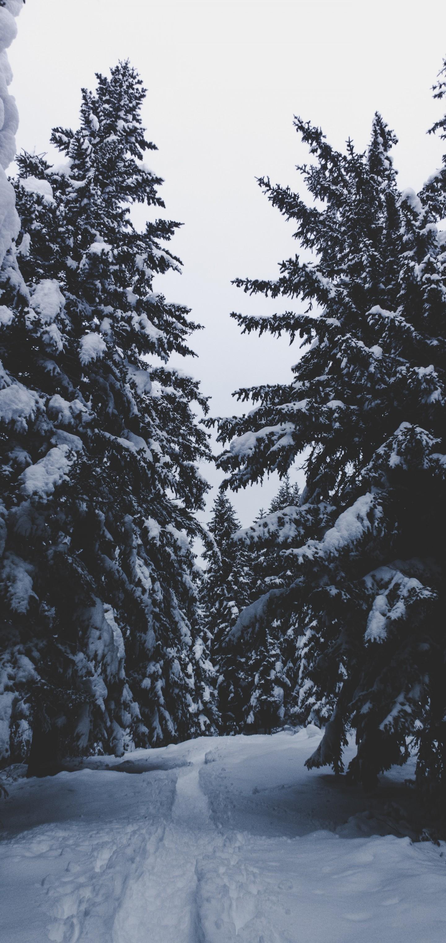 Winter Spruce Wallpapers