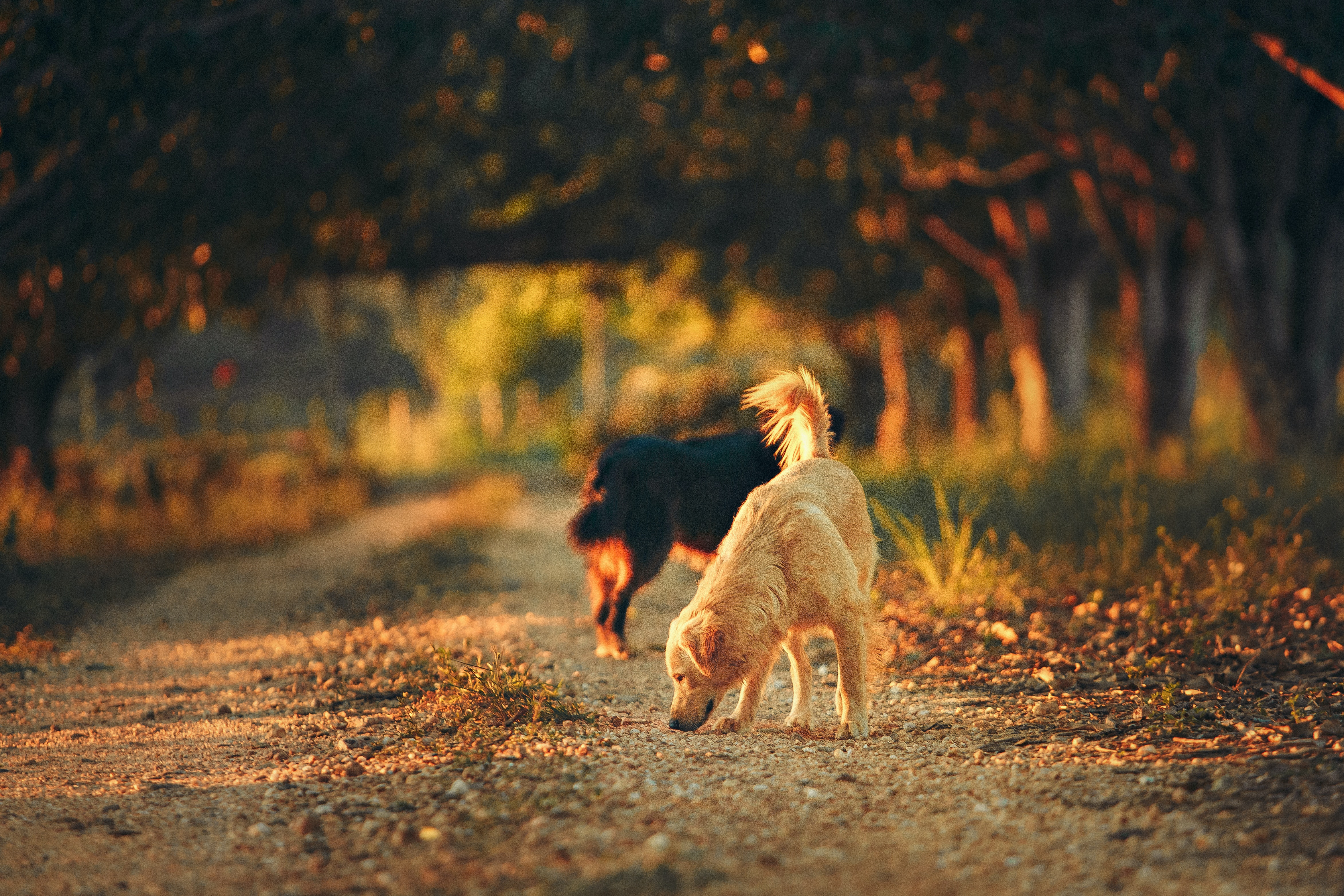 Alone With Pet In Sunlight
 Wallpapers