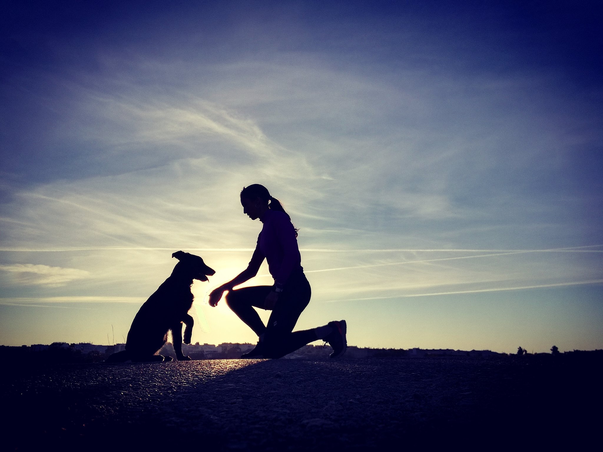 Alone With Pet In Sunlight
 Wallpapers