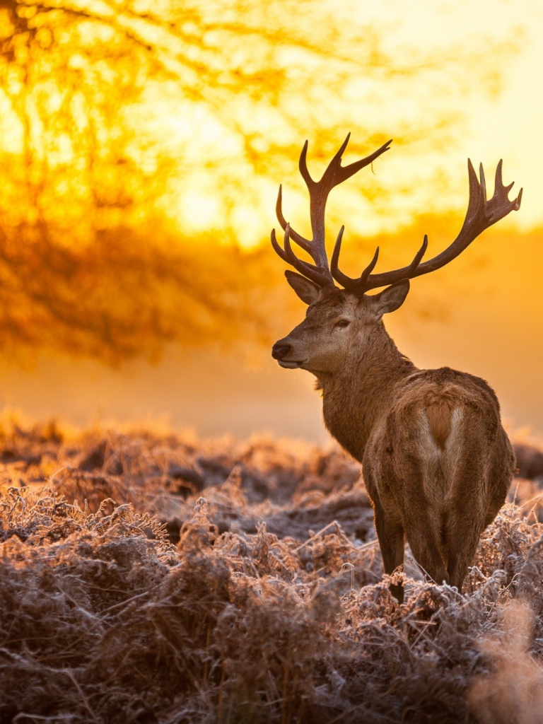 Deer Staring At Sunset Anime
 Wallpapers