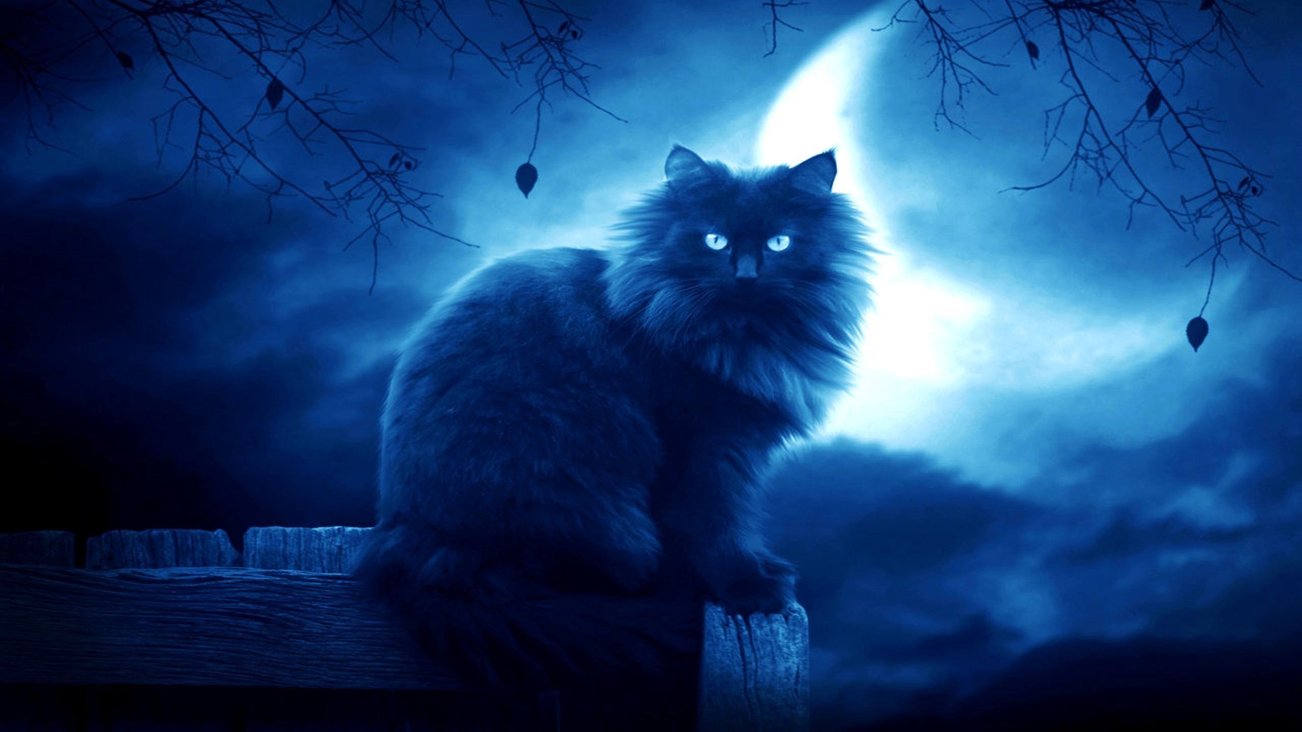 Fantasy Cat Wallpapers