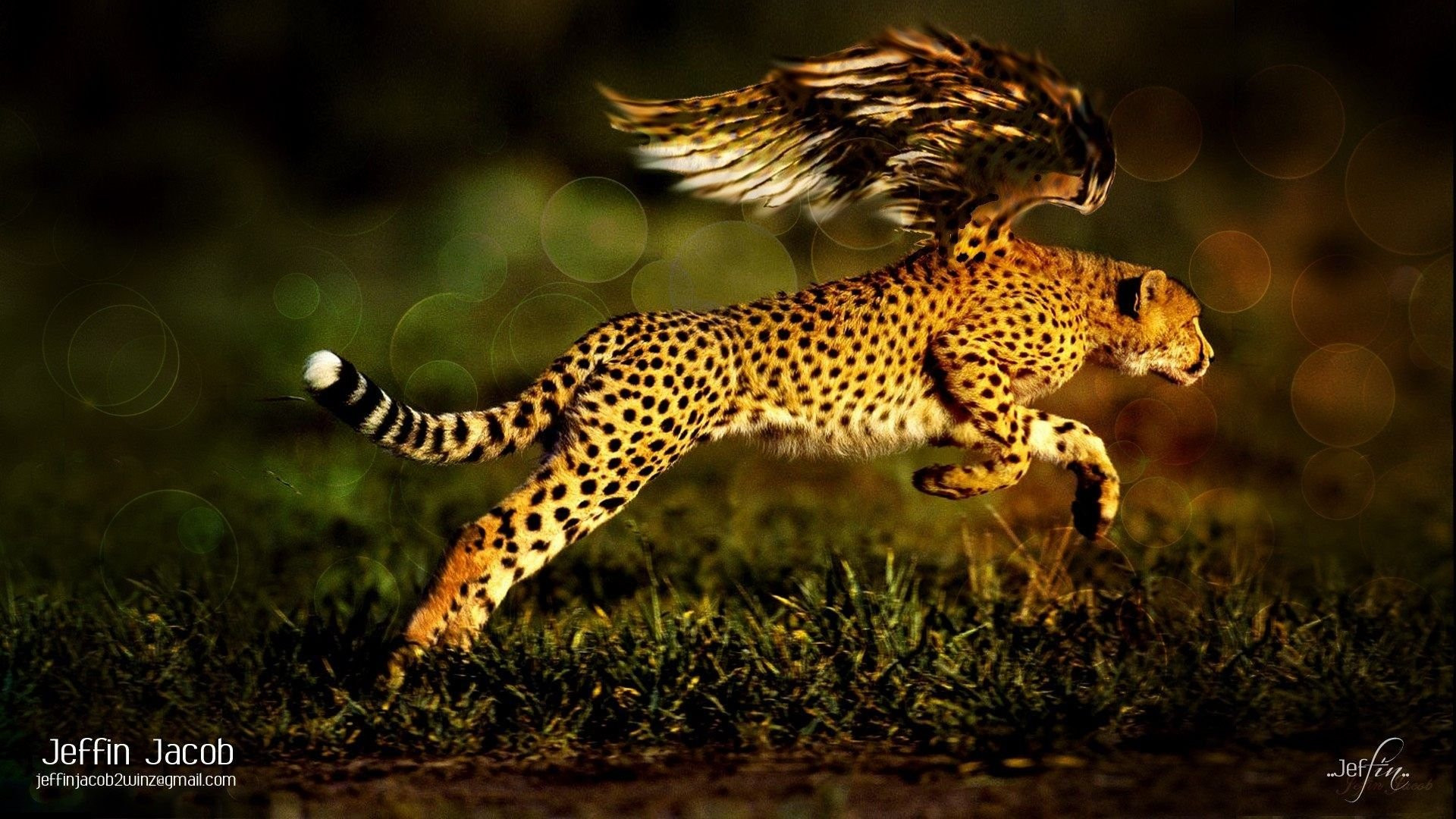 Fantasy Cheetah Wallpapers