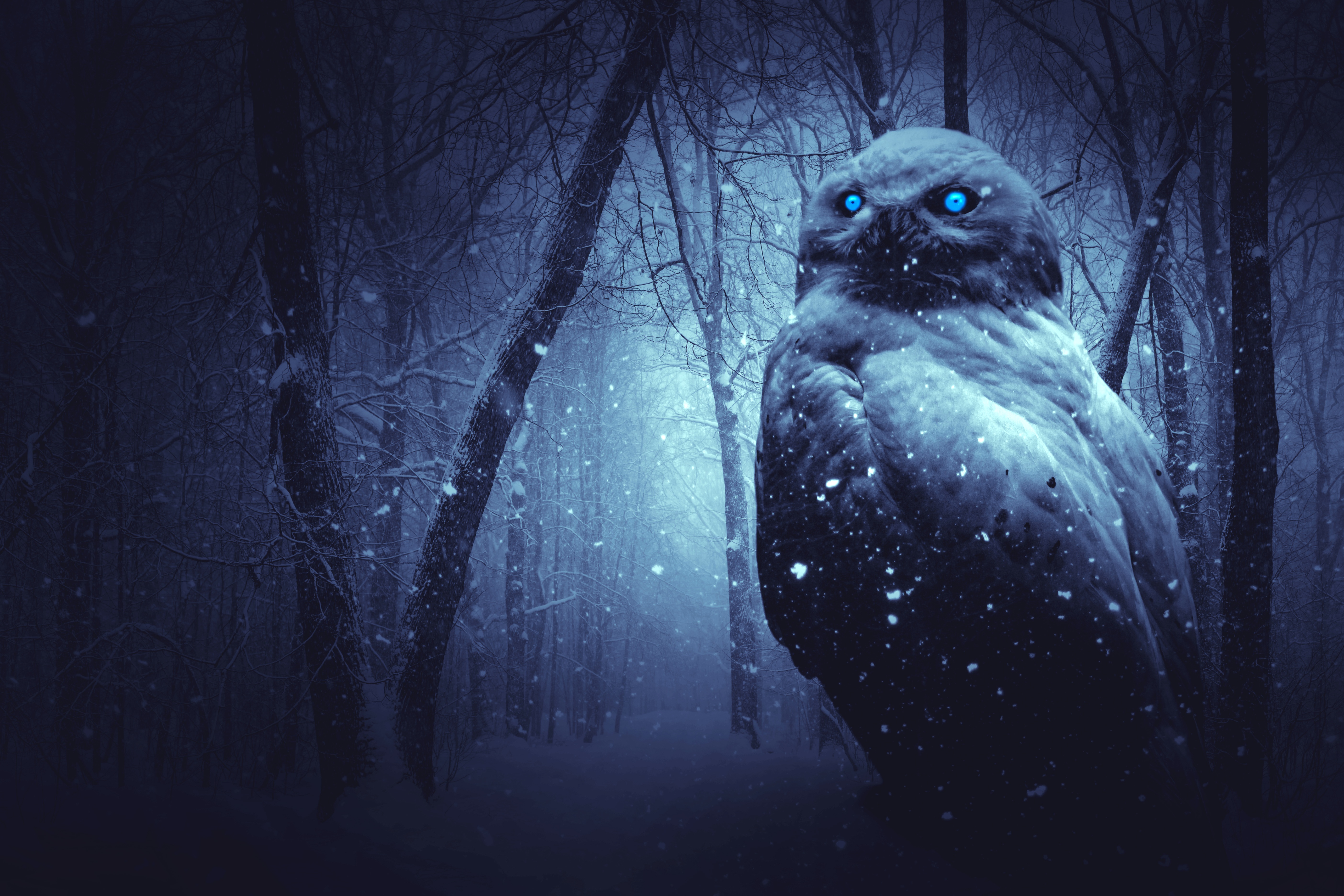 Fantasy Owl Wallpapers