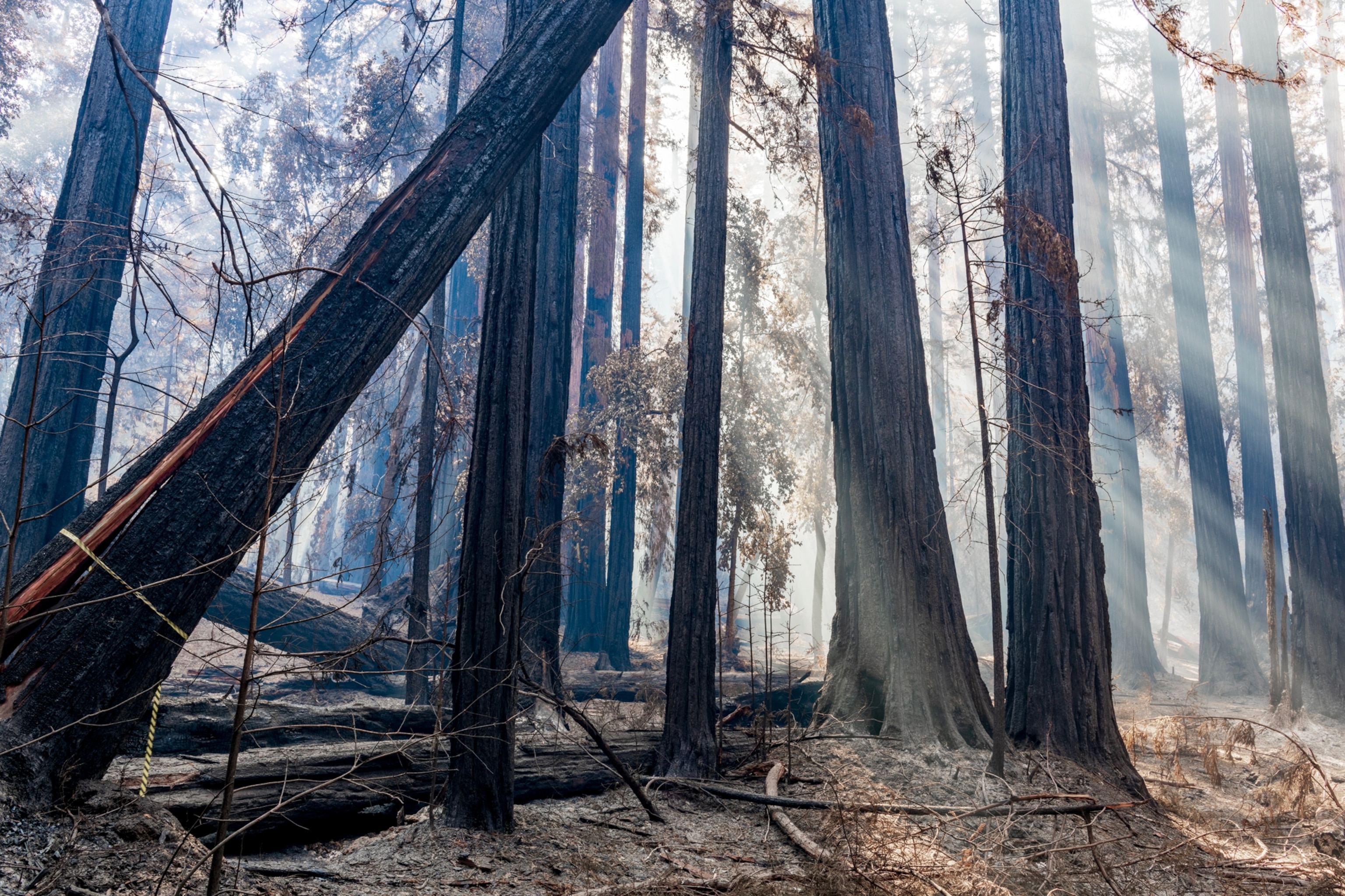 Giant Mountain Monster In Forest
 Wallpapers