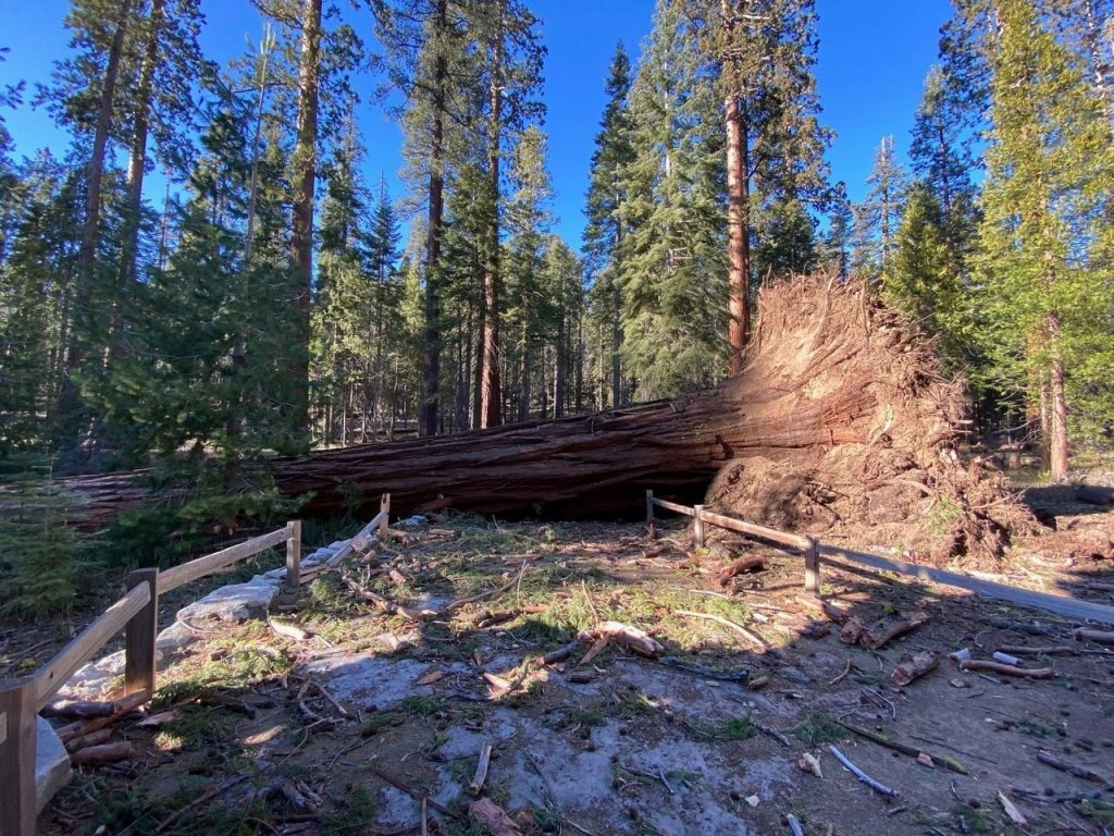 Giant Mountain Monster In Forest
 Wallpapers