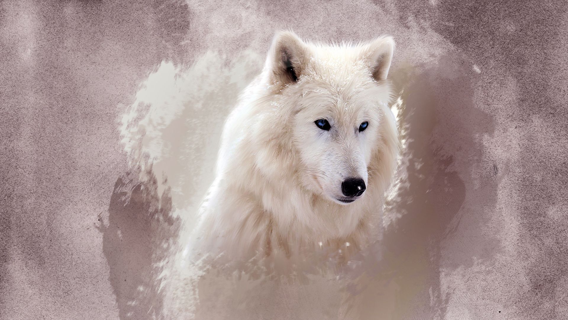 Man Riding A White Wolf
 Wallpapers