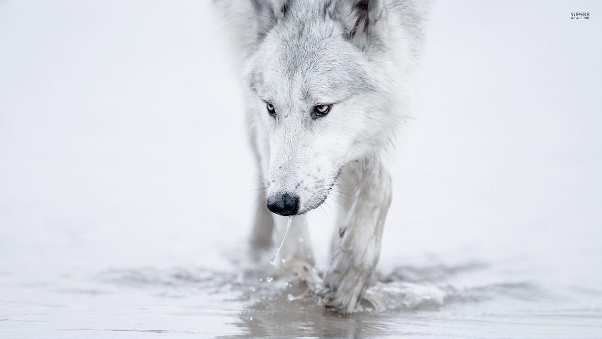 Man Riding A White Wolf
 Wallpapers