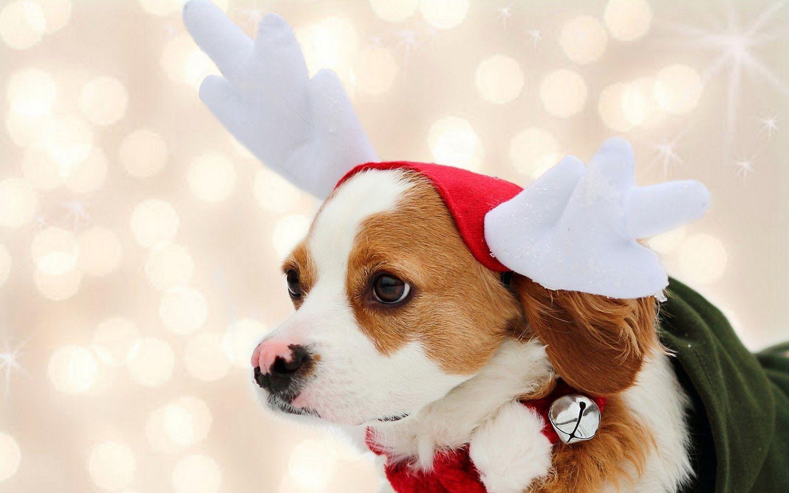 Christmas Animal Wallpapers