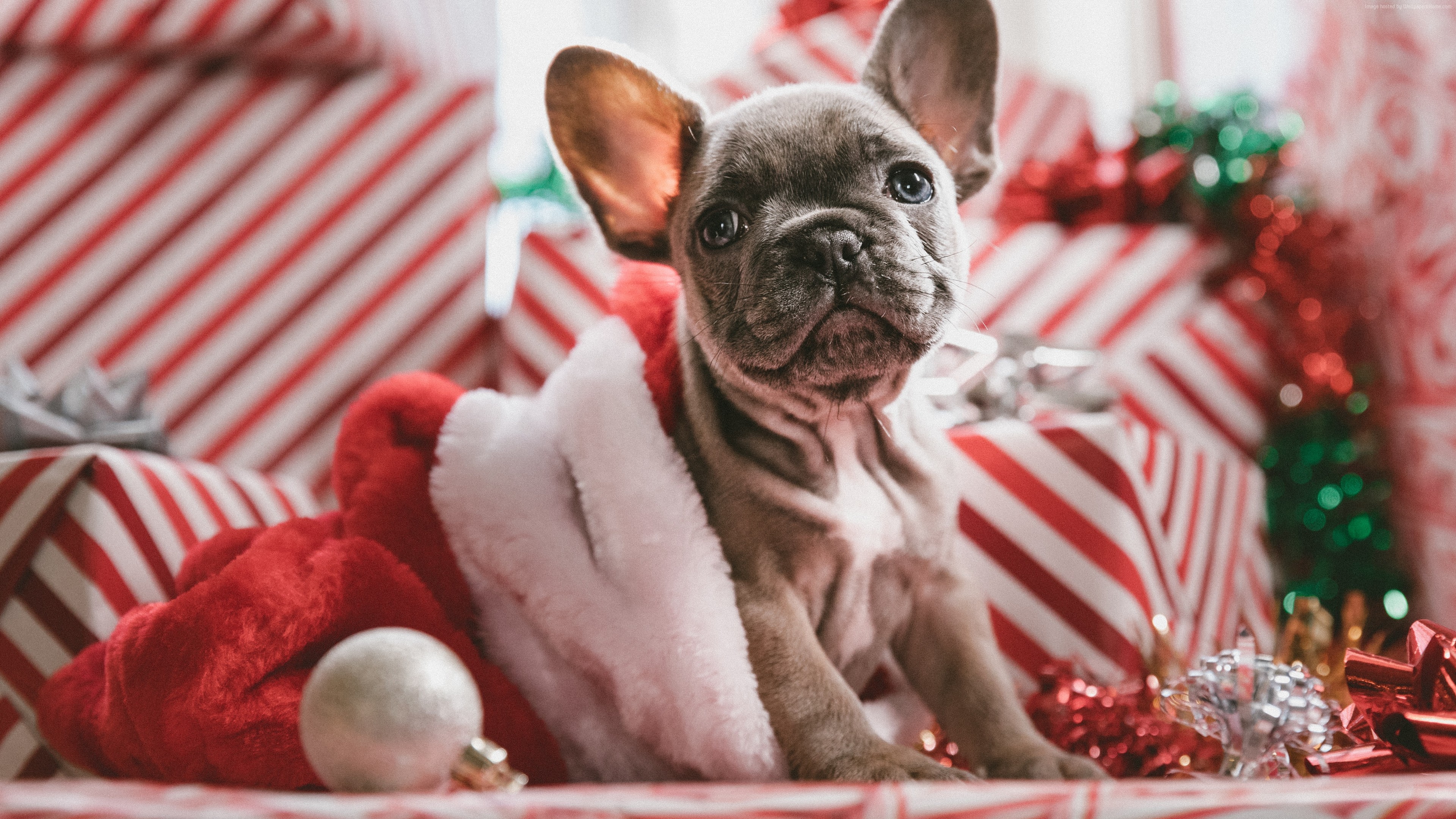 Christmas Animal Wallpapers