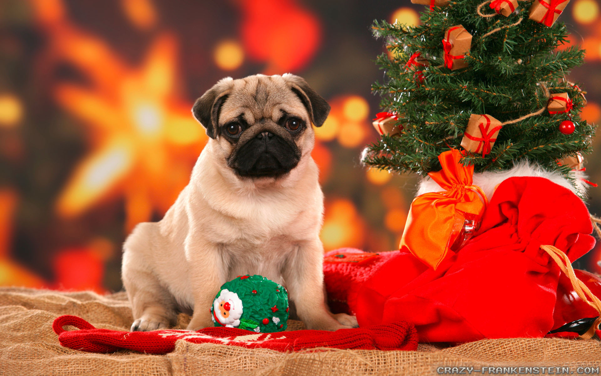 Christmas Animal Wallpapers