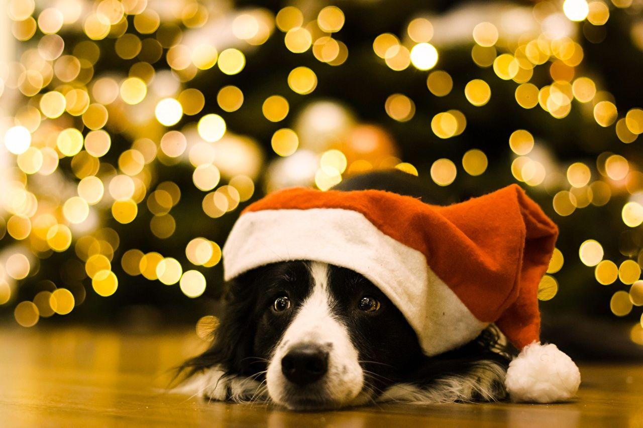 Christmas Animal Wallpapers