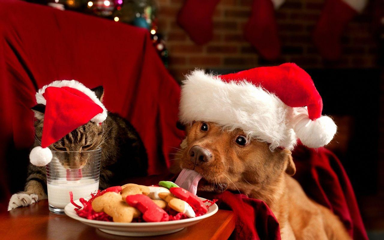 Christmas Animals Wallpapers