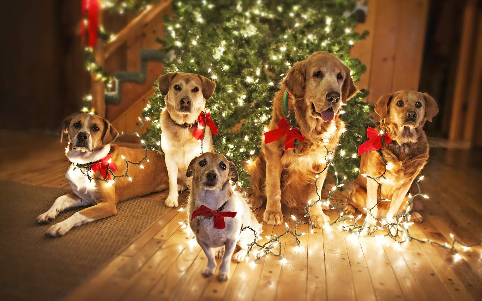 Christmas Animals Wallpapers