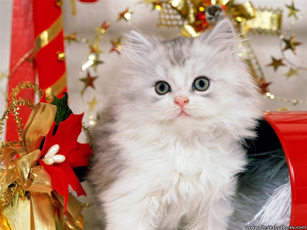 Christmas Animals Wallpapers